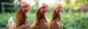 VILLAGE CHICKENS #2, 40xJPG