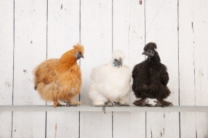 VILLAGE CHICKENS #2, 40xJPG