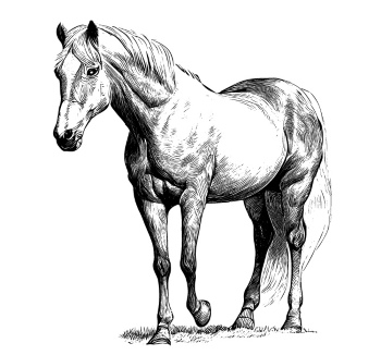Horse Vector Art Illustrations #2, 28xAI