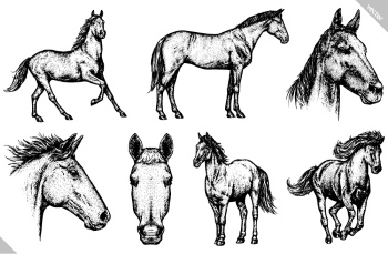 Horse Vector Art Illustrations #2, 28xAI