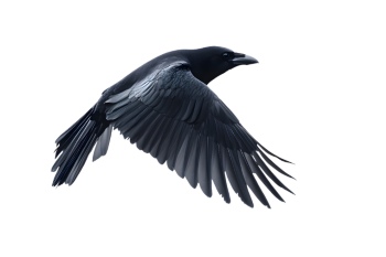 Raven & Crow - Intelligent Birds 27xPNG