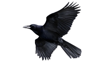 Raven & Crow - Intelligent Birds 27xPNG