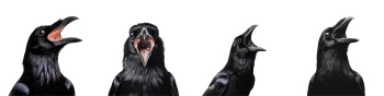 Raven & Crow - Intelligent Birds 27xPNG