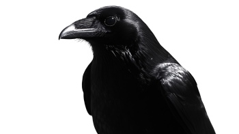 Raven & Crow - Intelligent Birds 27xPNG