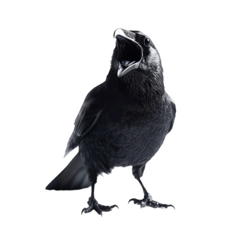 Raven & Crow - Intelligent Birds 27xPNG