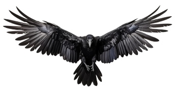 Raven & Crow - Intelligent Birds 27xPNG
