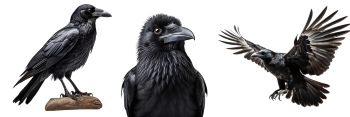 Raven & Crow - Intelligent Birds 27xPNG
