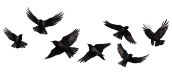 Raven & Crow - Intelligent Birds 27xPNG