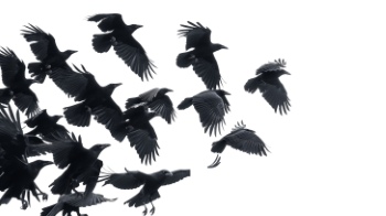 Raven & Crow - Intelligent Birds 27xPNG