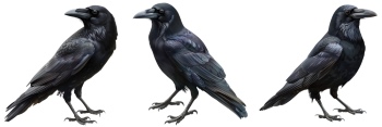 Raven & Crow - Intelligent Birds 27xPNG