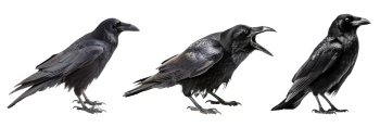 Raven & Crow - Intelligent Birds 27xPNG