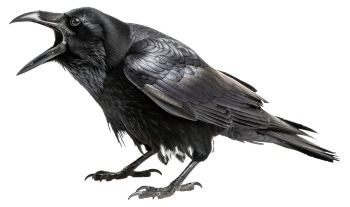 Raven & Crow - Intelligent Birds 27xPNG