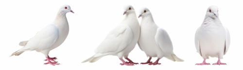 Birds #1, 29xPNG, 2xAI