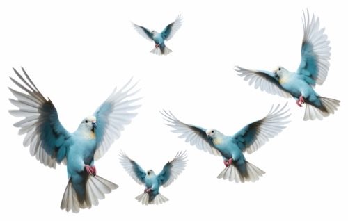 Birds #1, 29xPNG, 2xAI