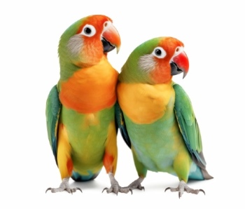 Birds #1, 29xPNG, 2xAI
