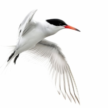 Birds #1, 29xPNG, 2xAI