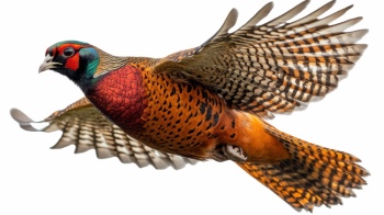 Partridge 29xPNG, 15xAI