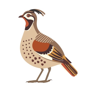 Partridge 29xPNG, 15xAI