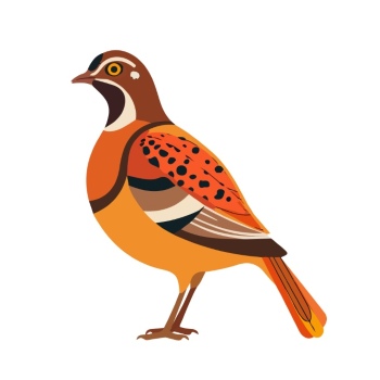 Partridge 29xPNG, 15xAI