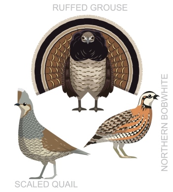 Partridge 29xPNG, 15xAI