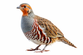Partridge 29xPNG, 15xAI