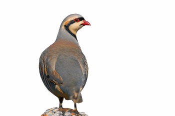 Partridge 29xPNG, 15xAI