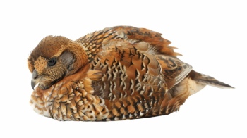 Partridge 29xPNG, 15xAI