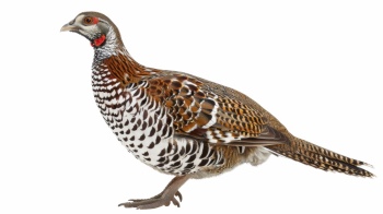 Partridge 29xPNG, 15xAI