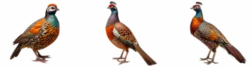 Partridge 29xPNG, 15xAI