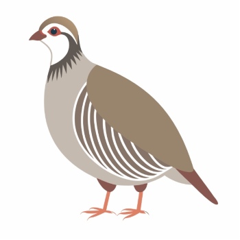 Partridge 29xPNG, 15xAI