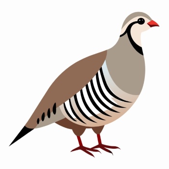 Partridge 29xPNG, 15xAI