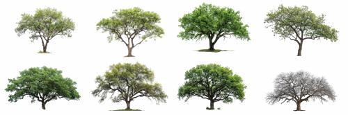 Transparent Trees & Forests 24xPNG