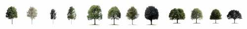 Transparent Trees & Forests 24xPNG