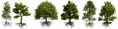 Transparent Trees & Forests 24xPNG