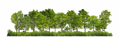 Transparent Trees & Forests 24xPNG
