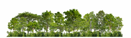 Transparent Trees & Forests 24xPNG