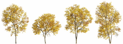 Transparent Trees & Forests 24xPNG