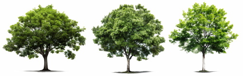 Transparent Trees & Forests 24xPNG