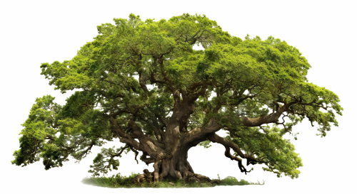 Transparent Trees & Forests 24xPNG