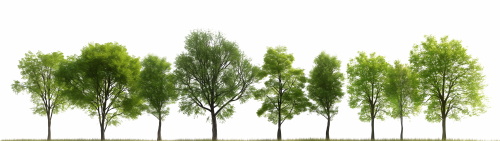 Transparent Trees & Forests 24xPNG