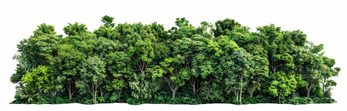 Transparent Trees & Forests 24xPNG