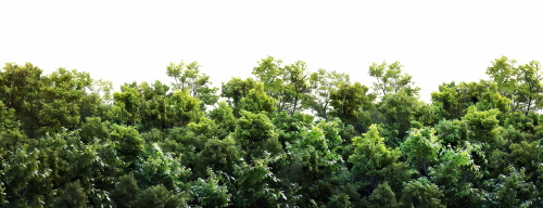 Transparent Trees & Forests 24xPNG