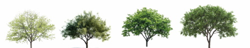 Transparent Trees & Forests 24xPNG