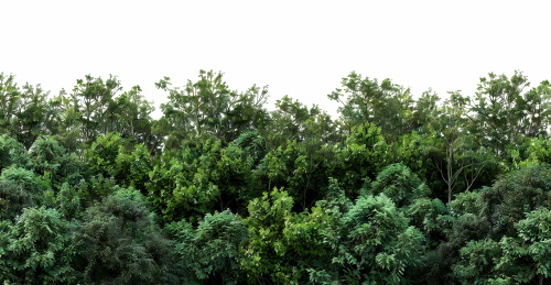 Transparent Trees & Forests 24xPNG