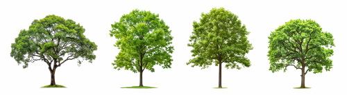 Transparent Trees & Forests 24xPNG