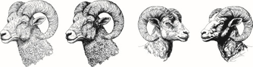 Farm Animal Vintage Engravers Collection #1, 24xAI 5xJPEG