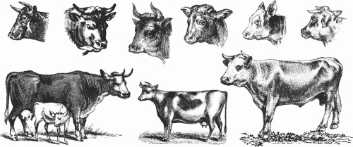 Farm Animal Vintage Engravers Collection #1, 24xAI 5xJPEG