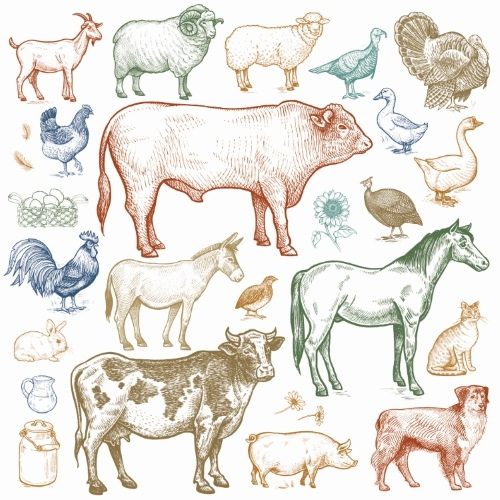 Farm Animal Vintage Engravers Collection #1, 24xAI 5xJPEG
