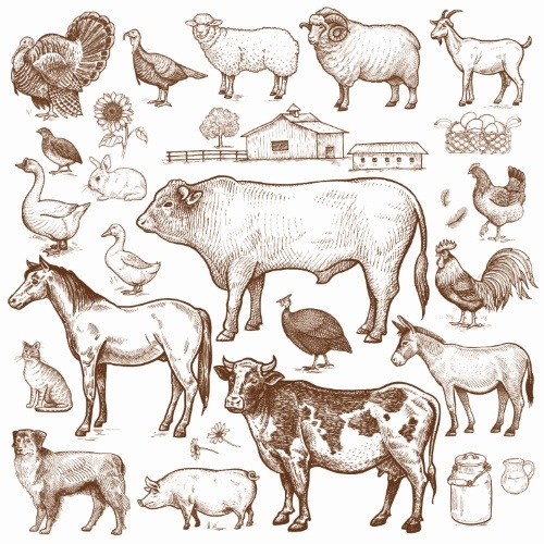 Farm Animal Vintage Engravers Collection #1, 24xAI 5xJPEG