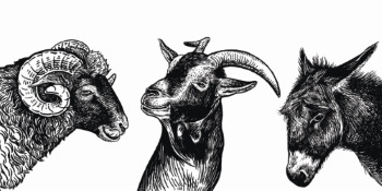 Farm Animal Vintage Engravers Collection #1, 24xAI 5xJPEG